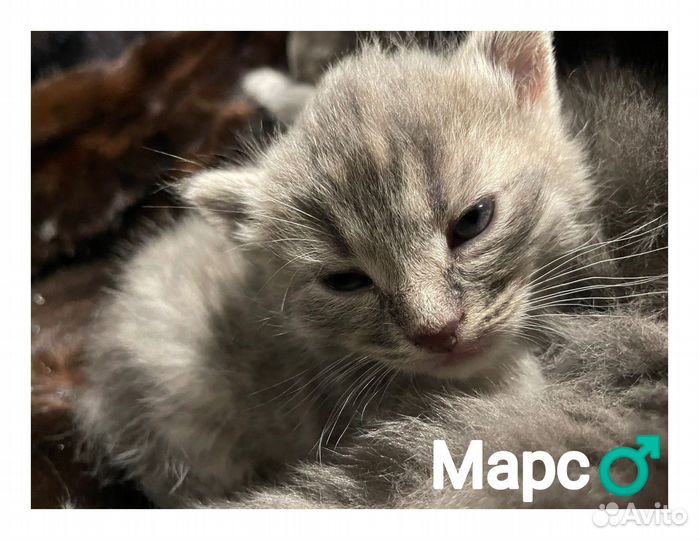 Котята в добрые руки