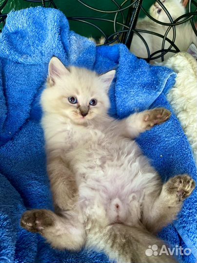 Невские маскарадные котята