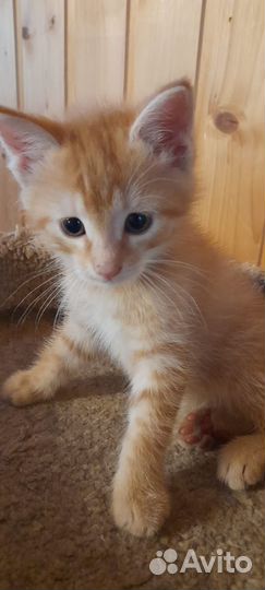 Котёнок метис мейн-кун