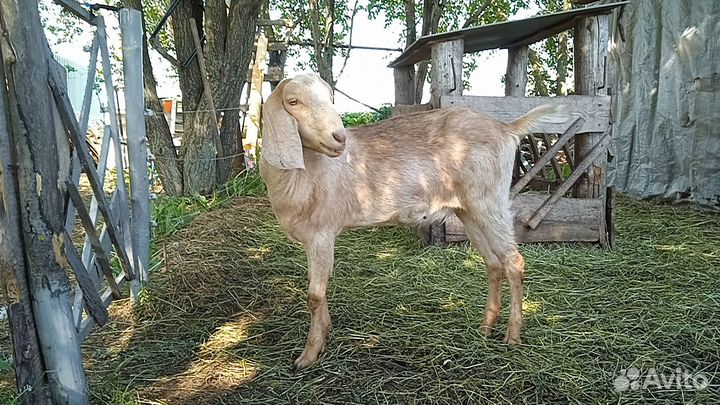 Нубийские процентные козочки