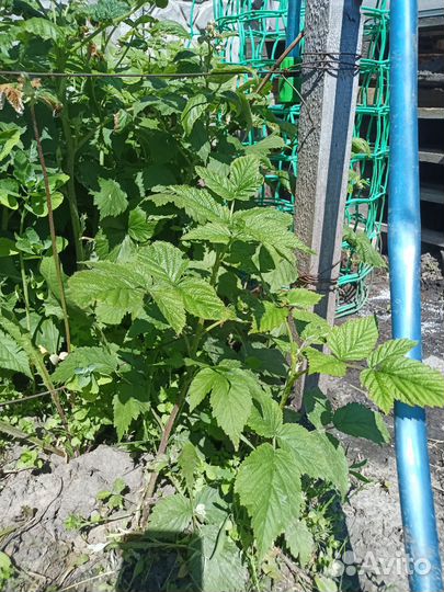 Гортензия розово-голубая и белая