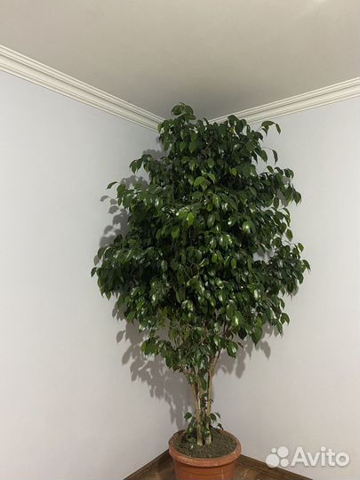 Фикус бенджамина