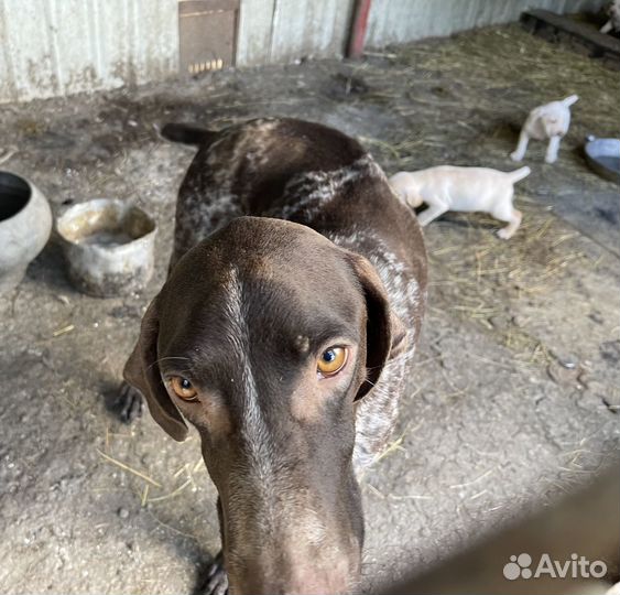 Щенки курцхаара