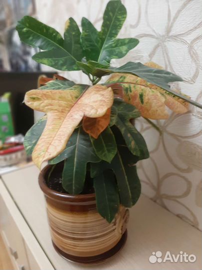 Кодиеум кротон