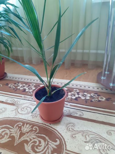 Финиковая пальма