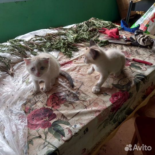 Котята в добрые руки даром