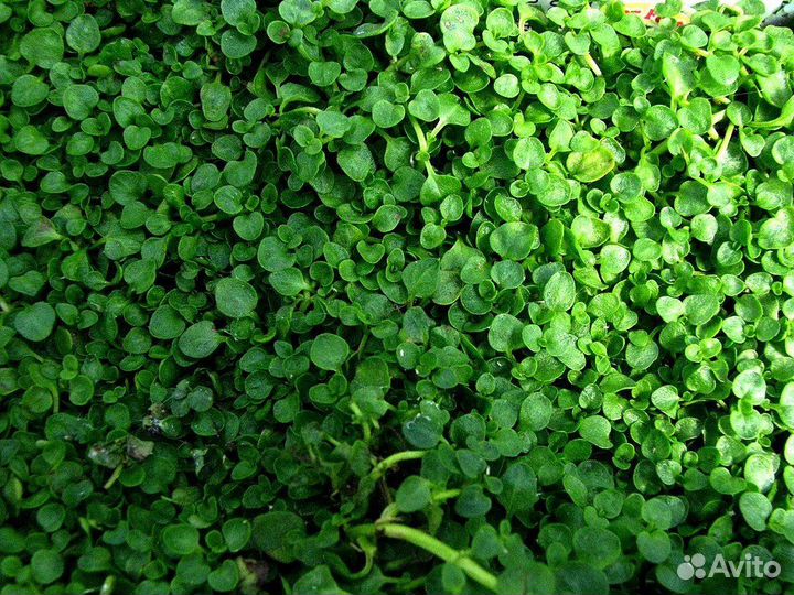 Мята сортовая