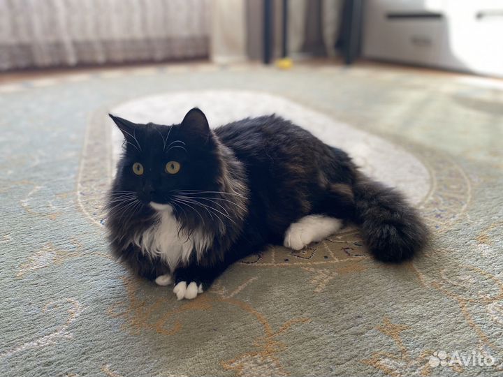 Котята бесплатно