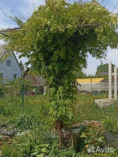 Опора для вьющихся растений