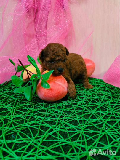 Тойпудельки редбраун