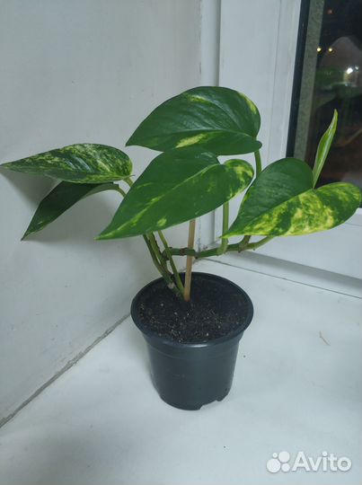 Сциндапсус эпипремнум