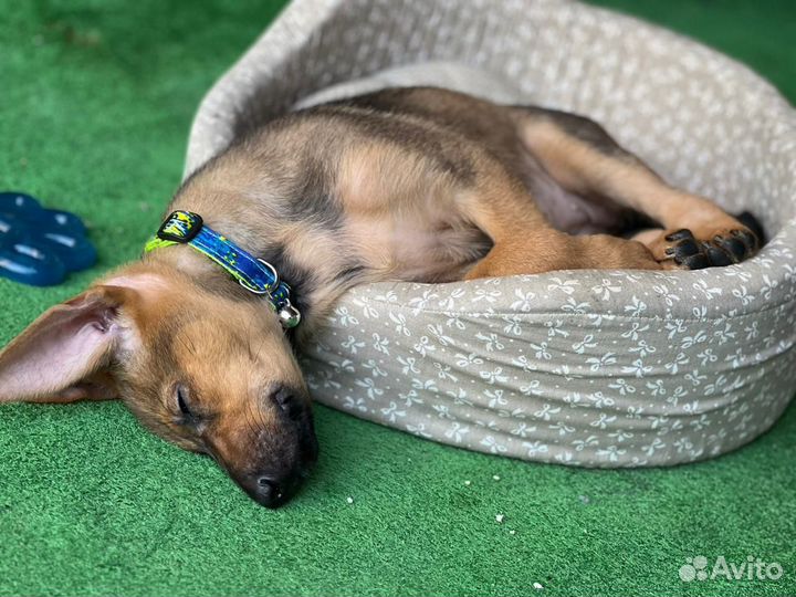 Щенок, девочка