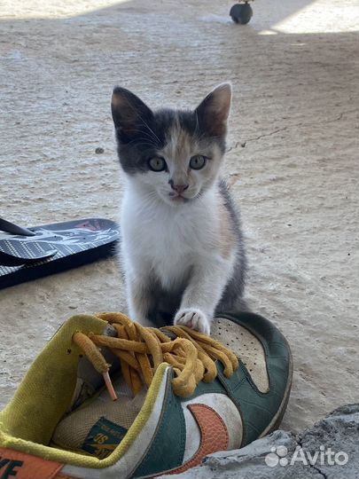Котенок девочка в добрые руки бесплатно