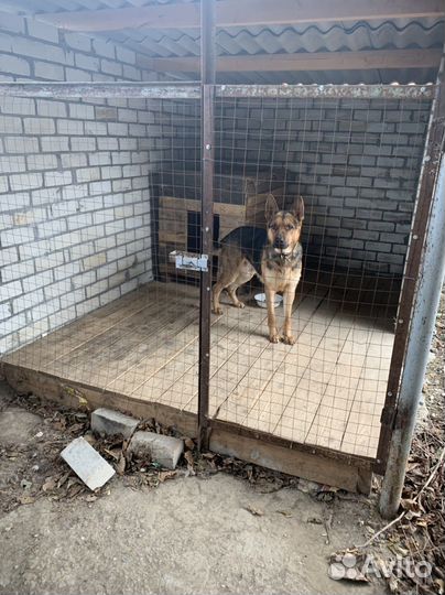 Случка собак