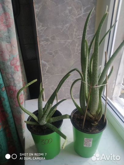 Столетник Алоэ Вера Взрослые цветы