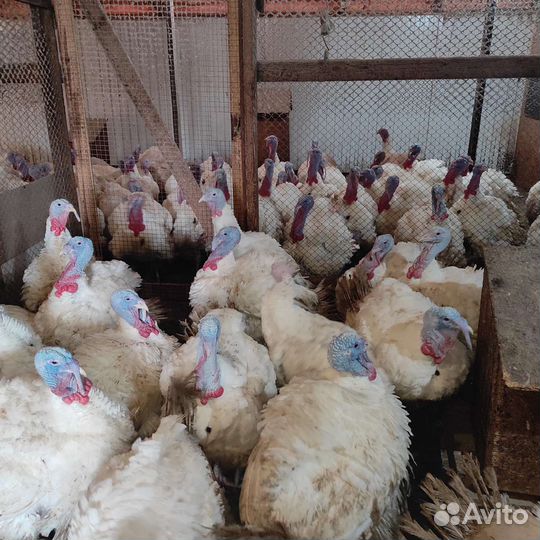 Индейка, индюк