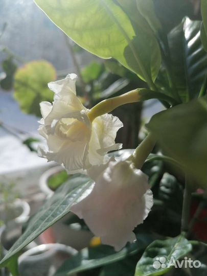 Табернемонтана