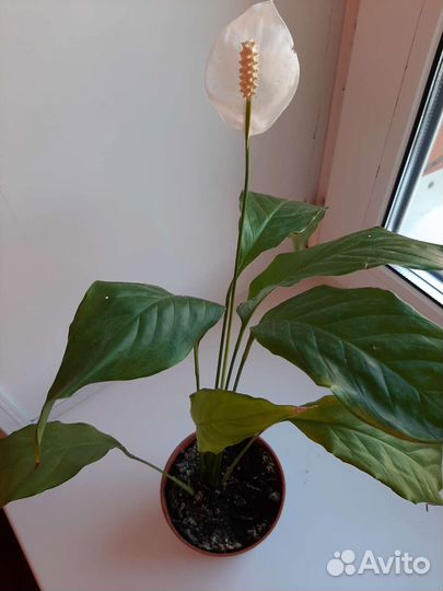 Спатифиллум