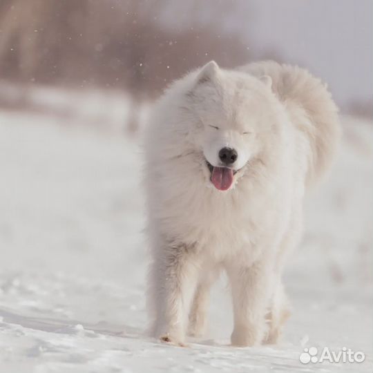 Самоед вязка