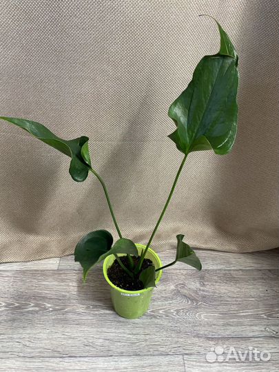 Антуриум черный