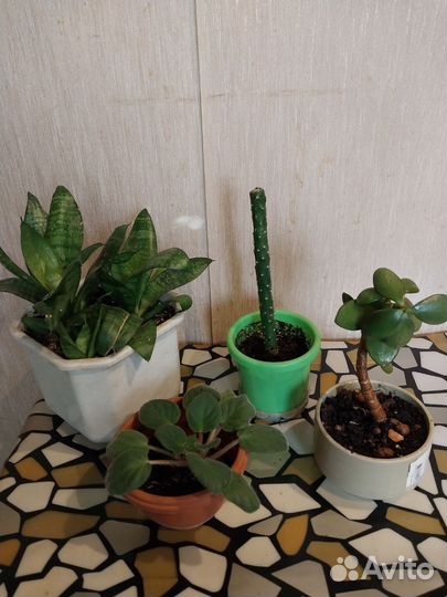 Комнатные цветы