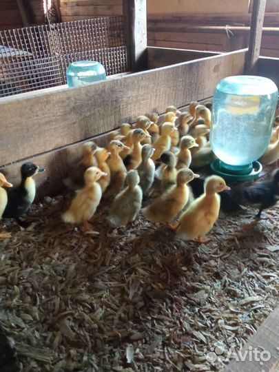 Цыплята