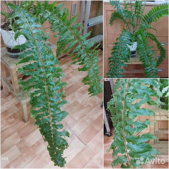 Папоротник Гибрид