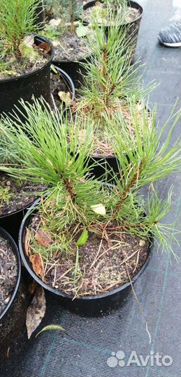 Сосна горная мугус