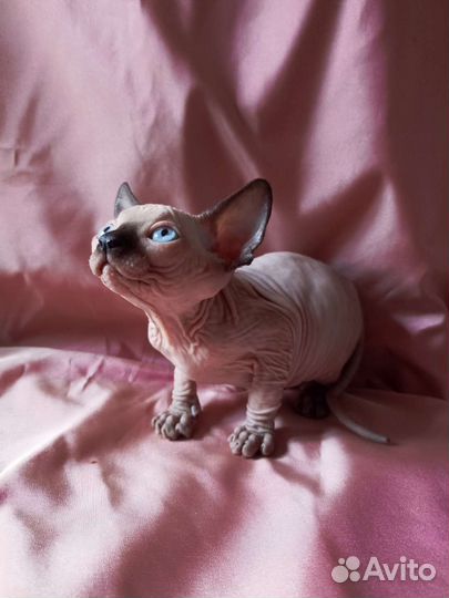 Канадский сфинкс