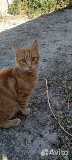 Котята мейн-кун в добрые руки