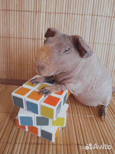 Морская свинка Скинни. Девочка