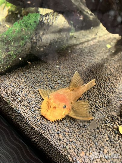 Сомики анциструсы