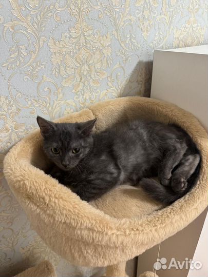 Котомальчик