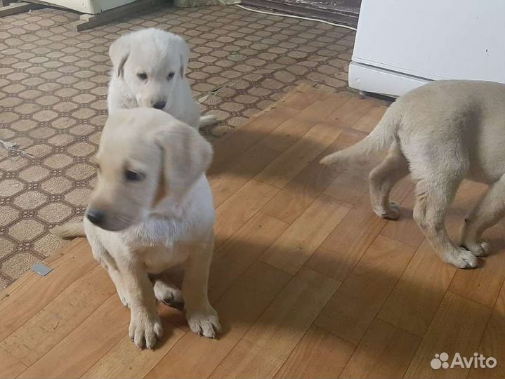 Щенки лабрадора