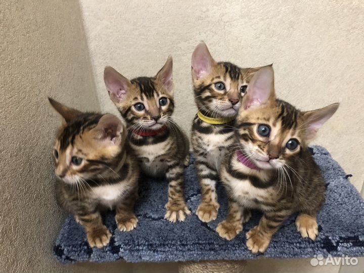 Бенгальские котята