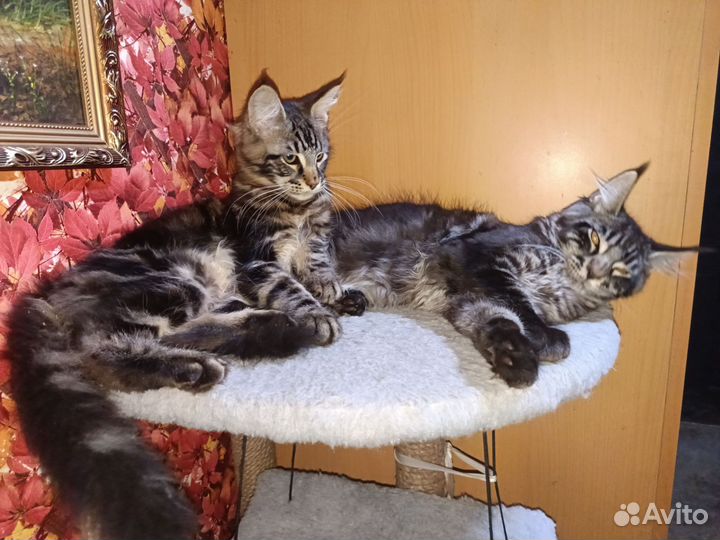 Котята мейн-кун