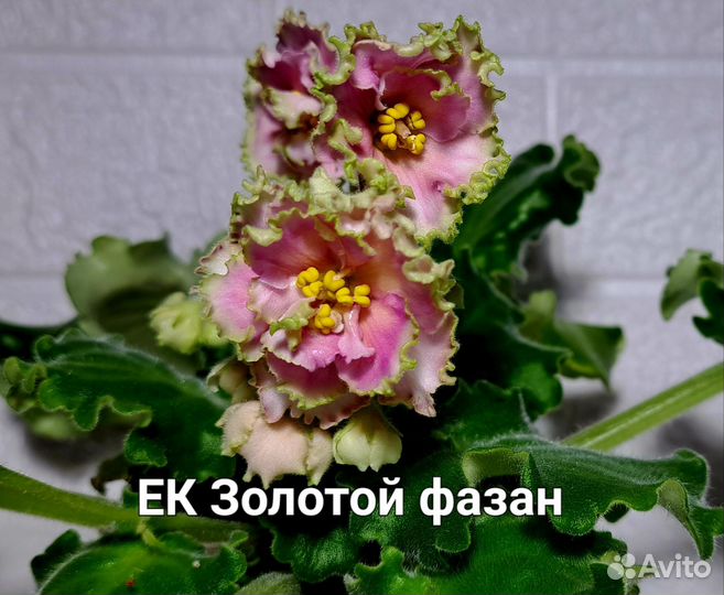 Сортовые фиалки