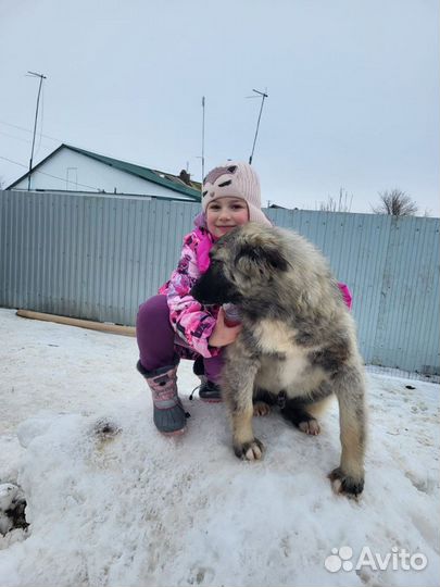 Ласковый Снежок в добрые руки