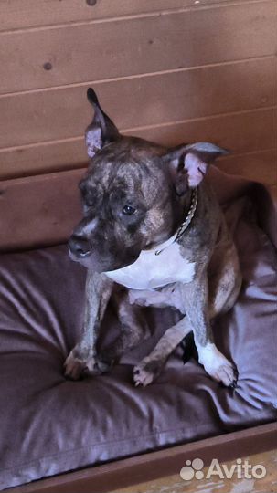 Собака в добрые руки стаффордширский терьер