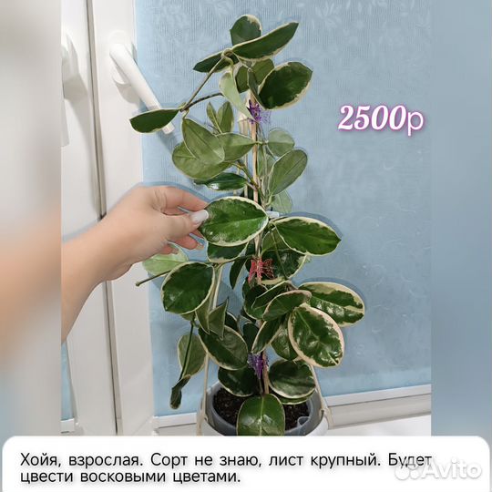 Калатея и хойи