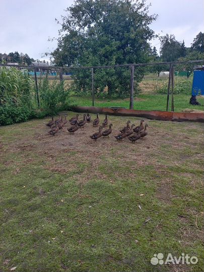 Продаются подсадные утки и селезни