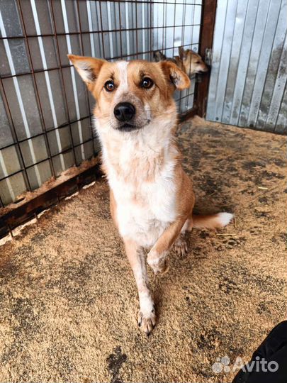 Собака в добрые руки отдам бесплатно