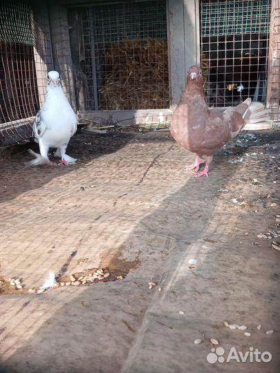 Продажа голубь пародесты