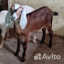 Англо-нубийские козлята от высокоудойных коз