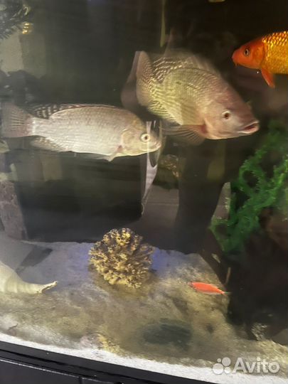 Телапия малек