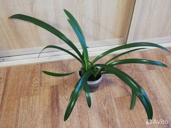 Гиппеаструм амариллис