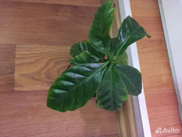 Кофе арабика