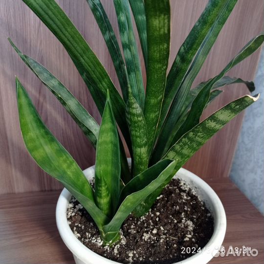 Сансевиерии сортовые