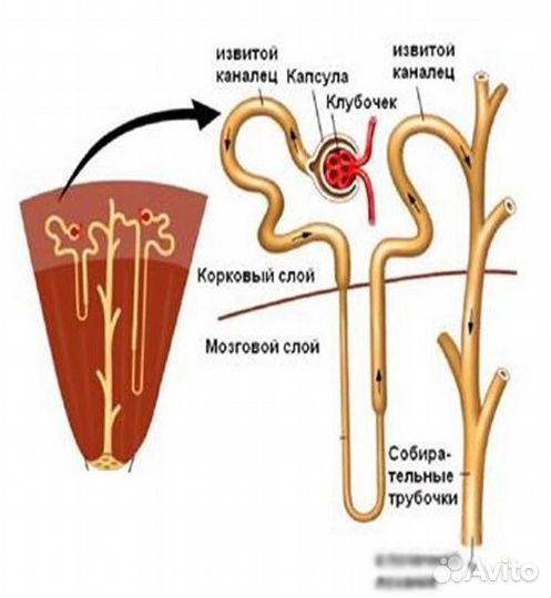 Репетитор по биологии к огэ, егэ и впр