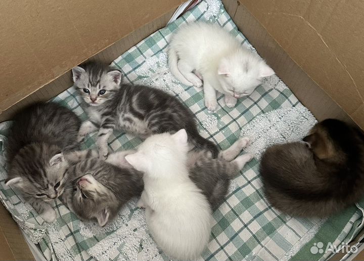 Кошки шотландцы